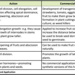 Enzyme virtual lab answers worksheet pogil hormones answer fresh plant key reactions controlled plantimage source club