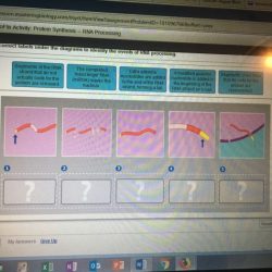 Rna processing protein synthesis show solved messenger completed segments omework work transcribed problem nucleus leaves text been has answer strand