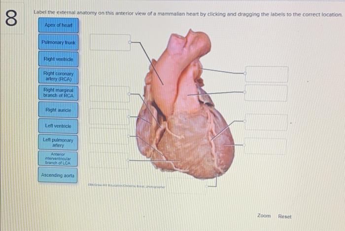 Coronary arteries publication