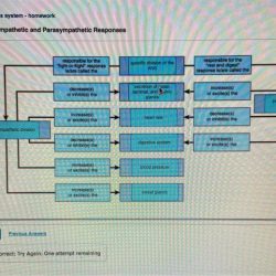 Concept map autonomic somatic comparison nervous than system using propositions create systems neurons contrast compare motor effector connects only solved