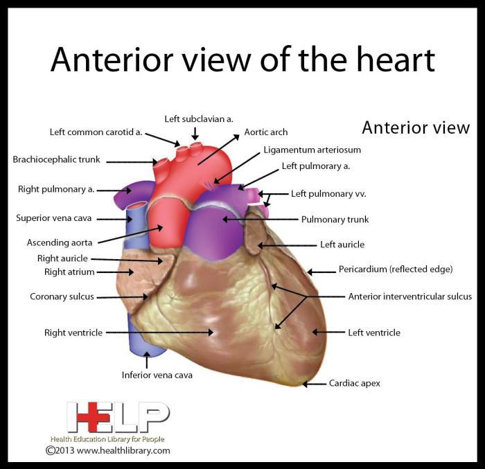 Correctly label the external anatomy of the anterior heart