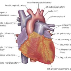 Correctly label the external anatomy of the anterior heart