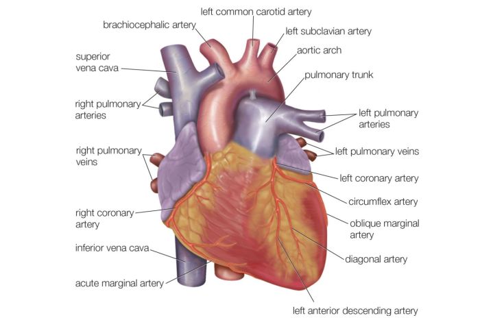 Correctly label the external anatomy of the anterior heart