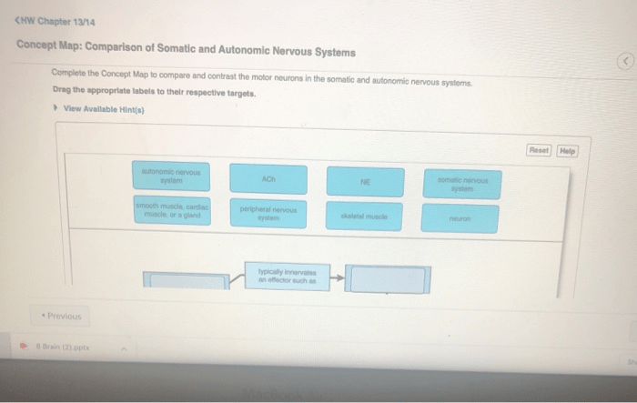 Concept map comparison of somatic and autonomic nervous systems