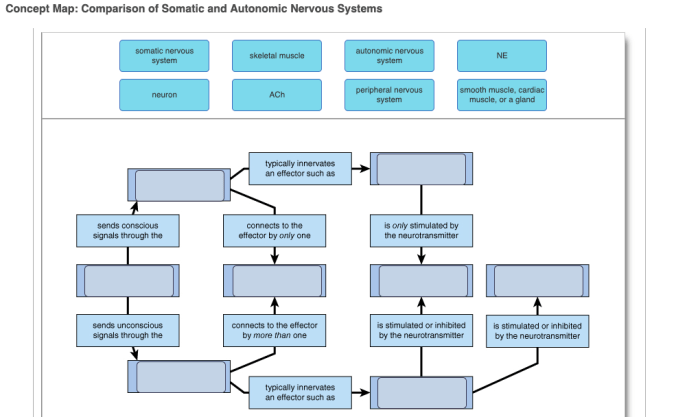 Concept map comparison of somatic and autonomic nervous systems